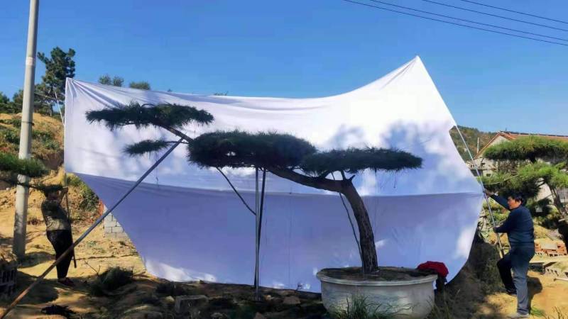 精品造型松15公分18公分20公分造型黑松工程树
