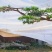 精品造型松15公分18公分20公分造型黑松工程树