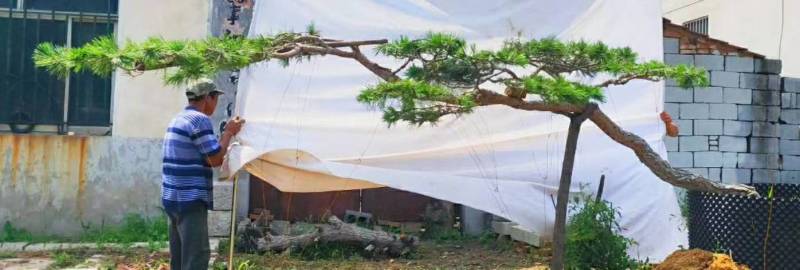 精品造型松15公分18公分20公分造型黑松工程树