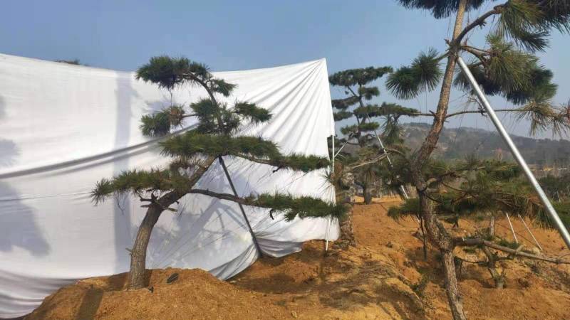 精品造型松15公分18公分20公分造型黑松工程树