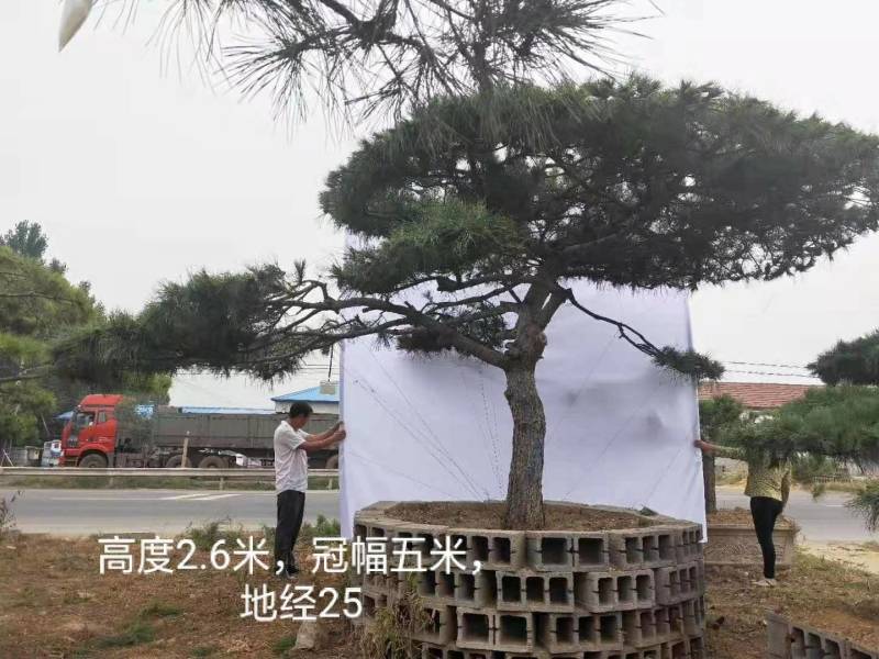 精品造型松15公分18公分20公分造型黑松工程树