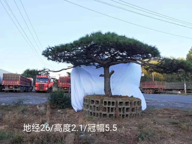 精品造型松15公分18公分20公分造型黑松工程树