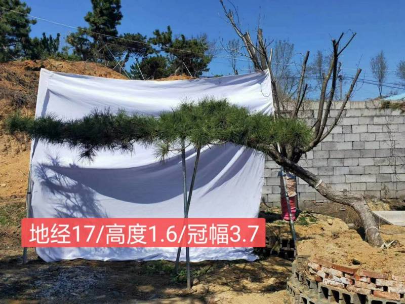 精品造型松15公分18公分20公分造型黑松工程树