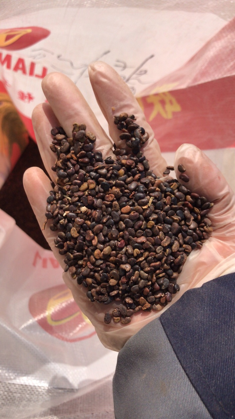 刺槐种子，新种子，不精选