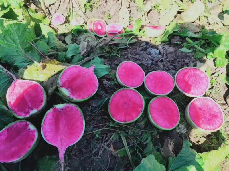 心里美萝卜，油炸，电商，市场，加工厂，，