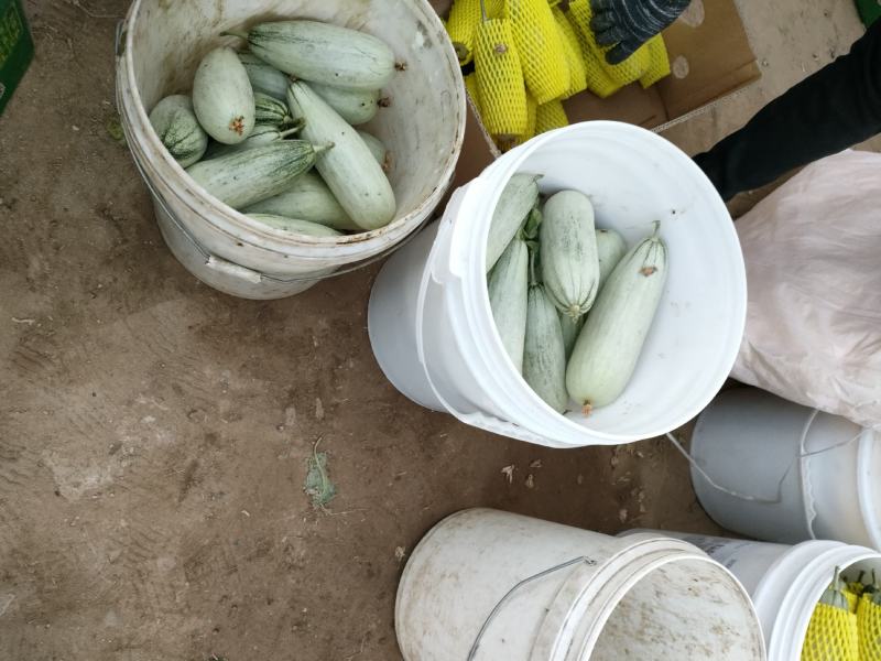 新乐市羊角蜜甜瓜上市中，博洋系列十几个品种供你，口感脆甜