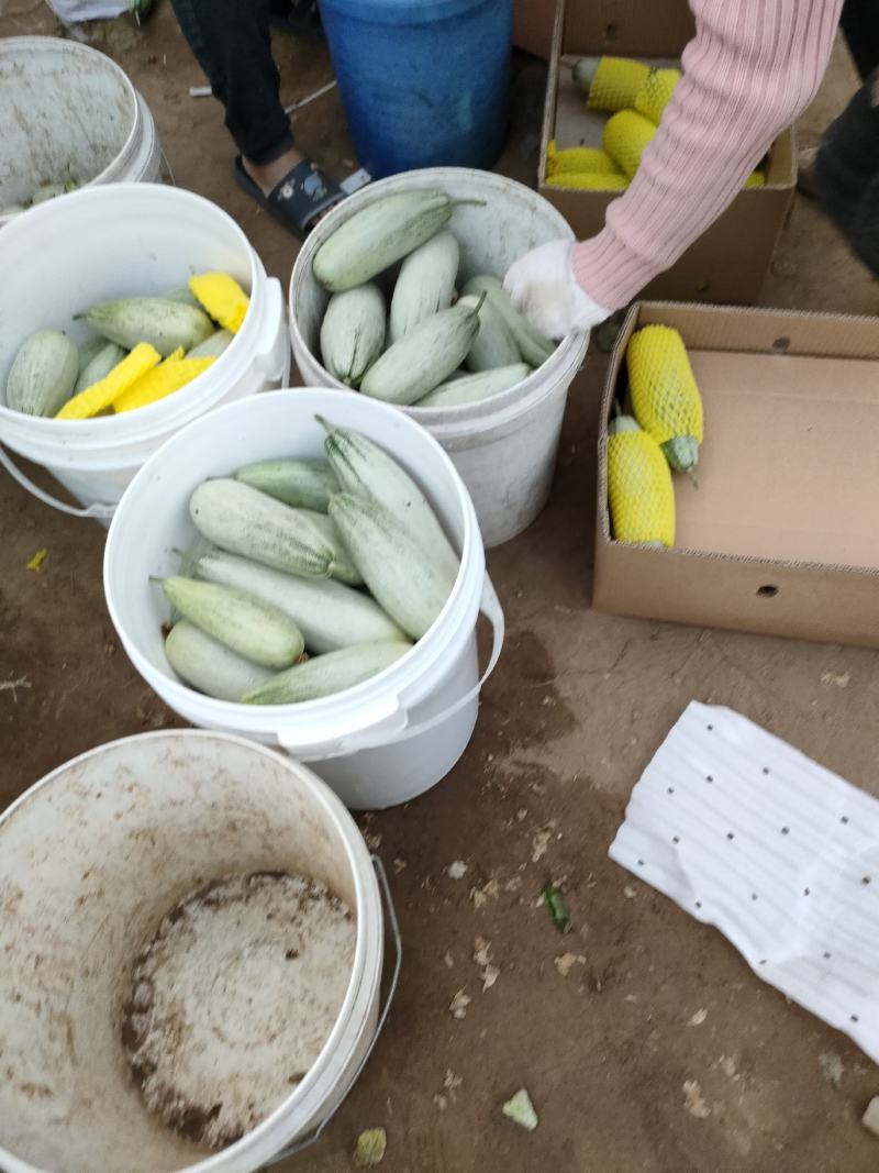 新乐市羊角蜜甜瓜上市中，博洋系列十几个品种供你，口感脆甜