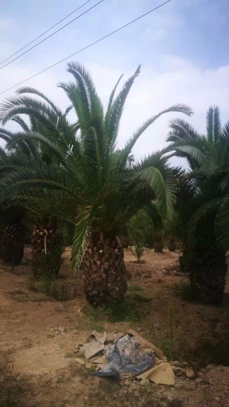 加拿利海枣，湖北荆州种植园。