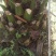 加拿利海枣，湖北荆州种植园。
