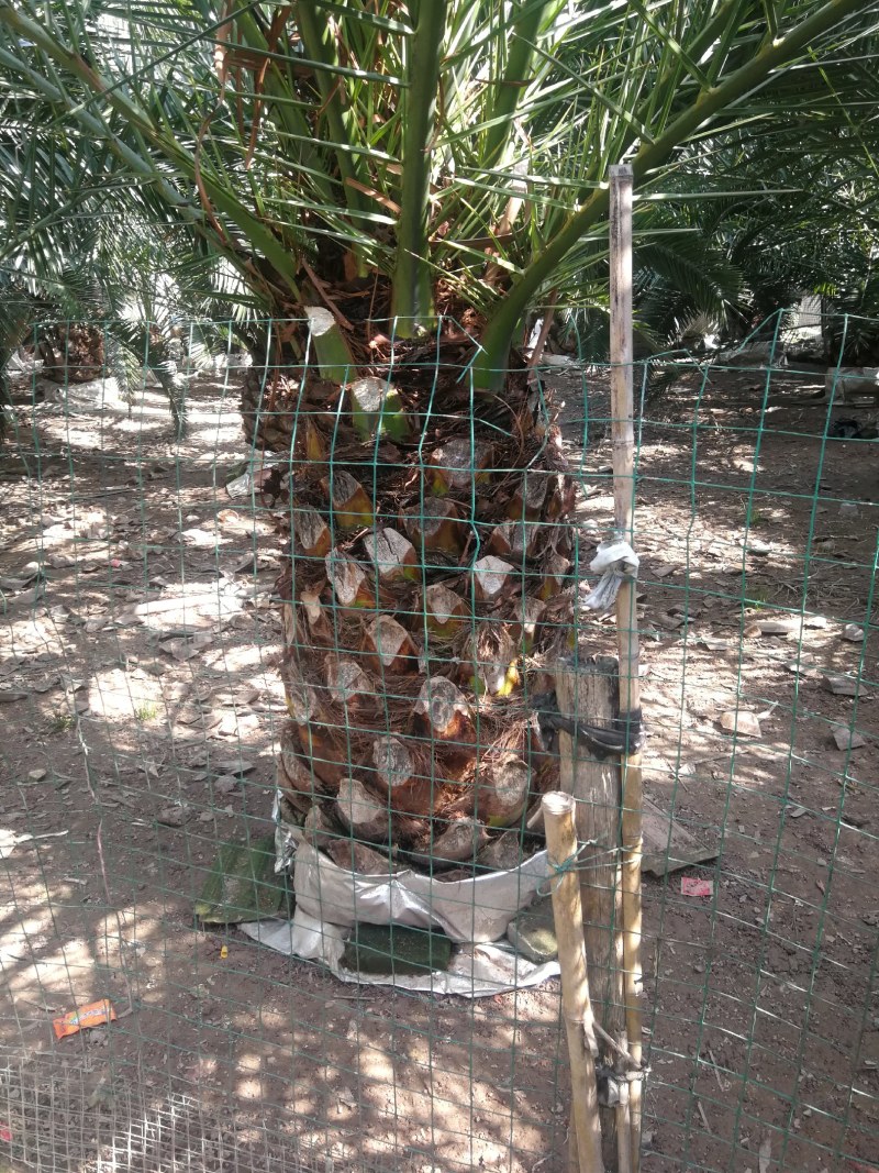 加拿利海枣，湖北荆州种植园。