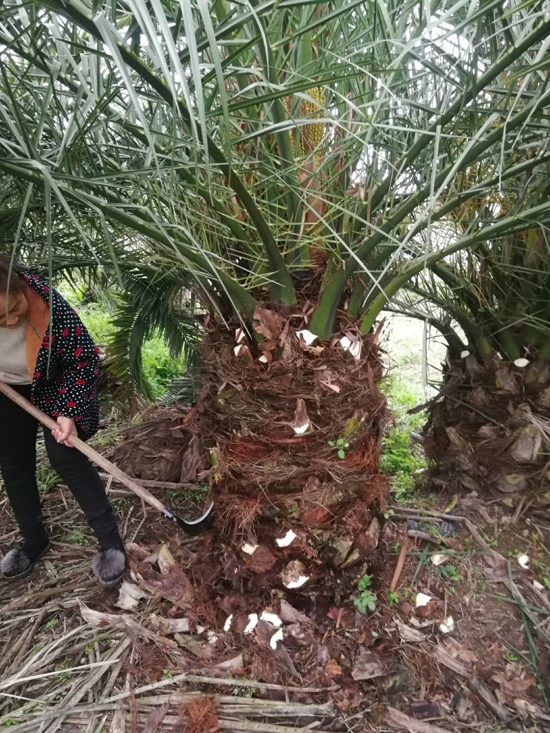 加拿利海枣，湖北荆州种植园。