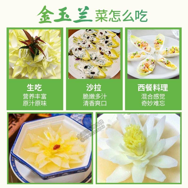 欧洲黄菊苣菜新鲜金玉兰玉兰菜基地供冰库种植长年有货