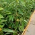 老兵苗圃出售大小香兰白兰黄兰