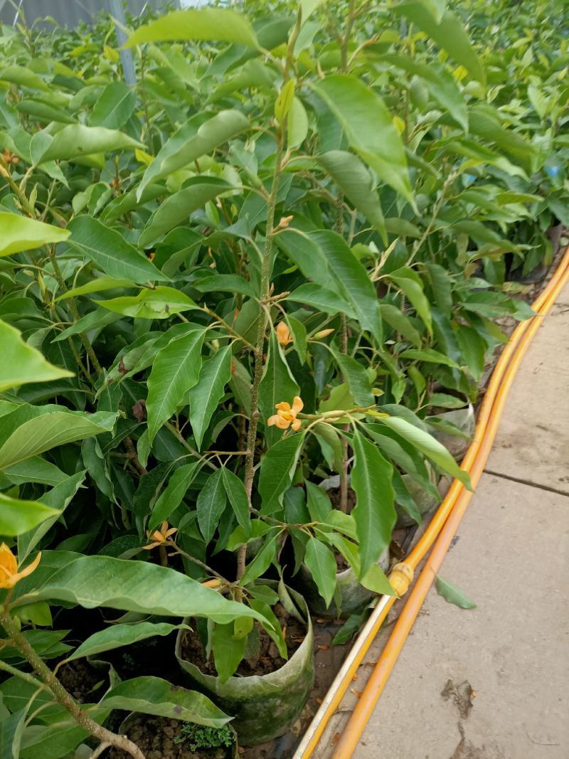 老兵苗圃出售大小香兰白兰黄兰