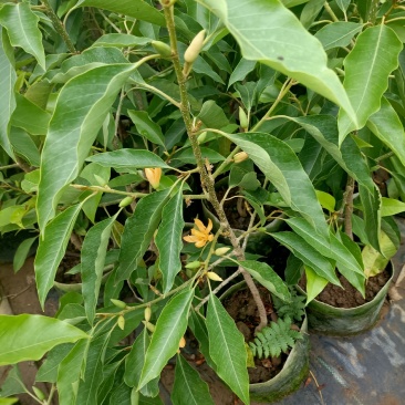 老兵苗圃出售大小香兰白兰黄兰