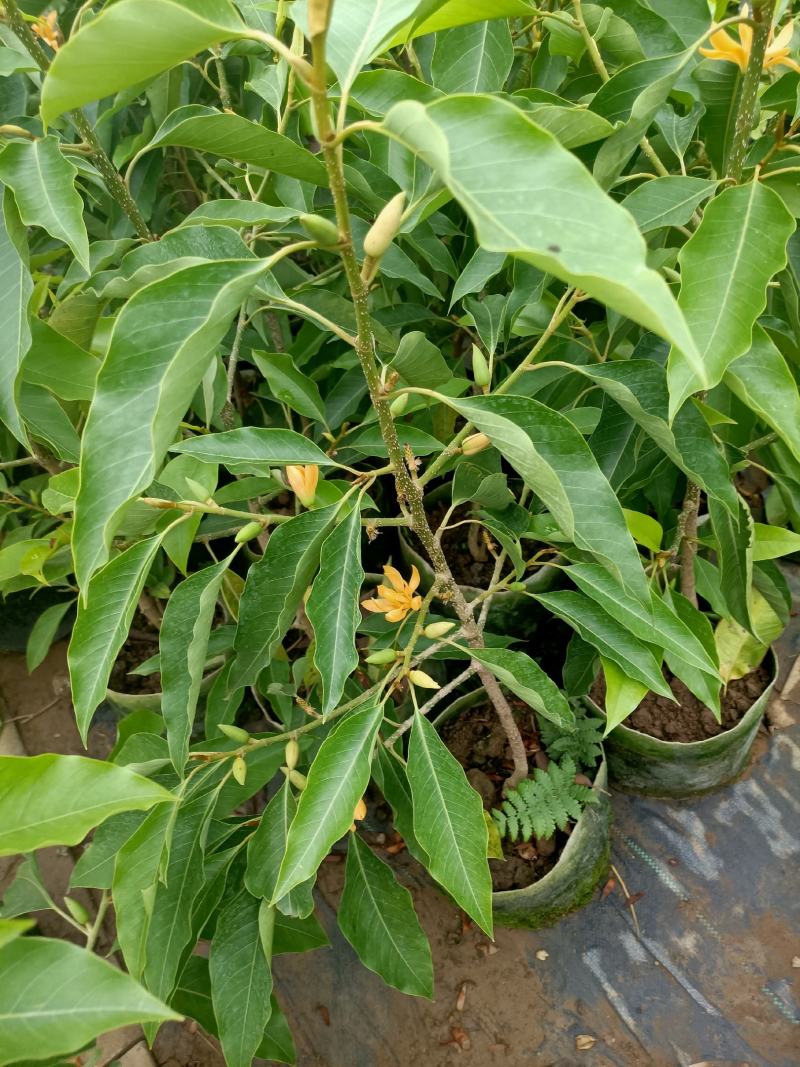 老兵苗圃出售大小香兰白兰黄兰