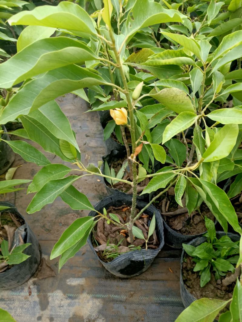 老兵苗圃出售大小香兰白兰黄兰