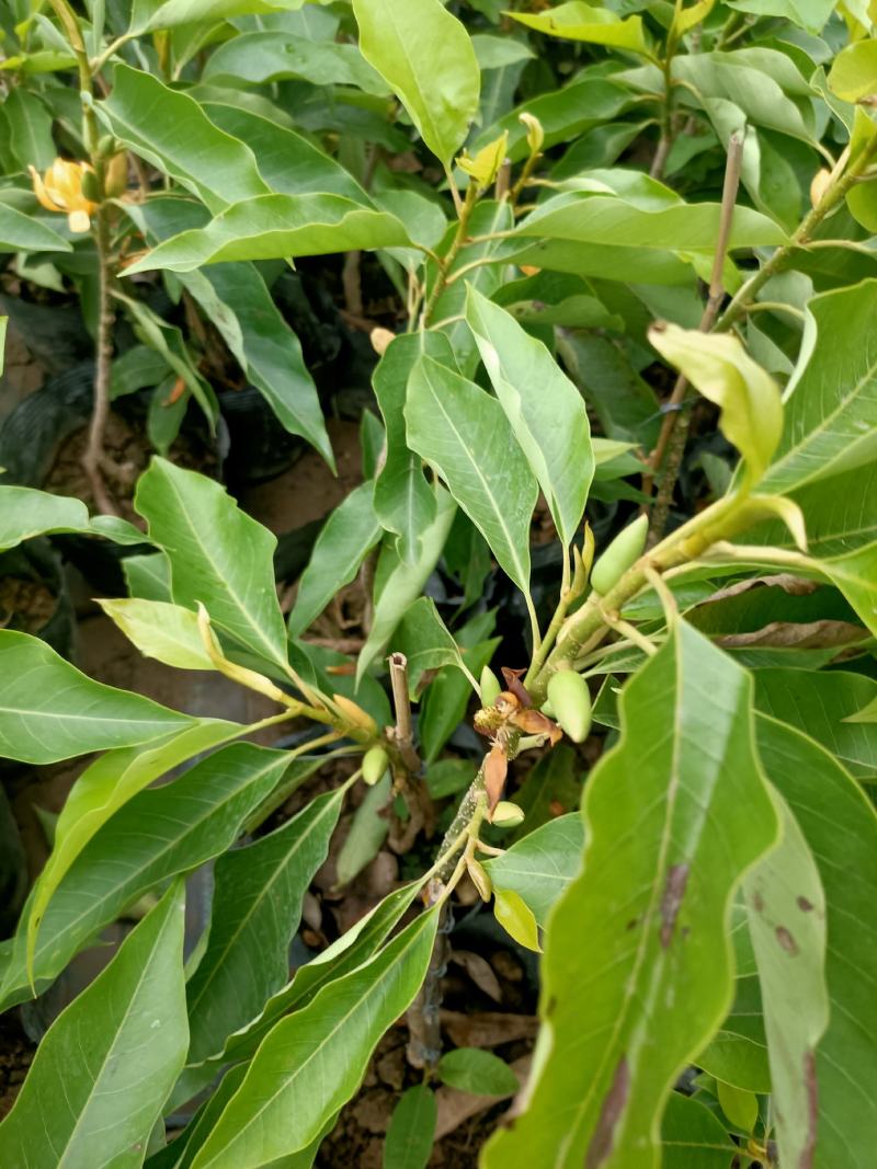 老兵苗圃出售大小香兰白兰黄兰