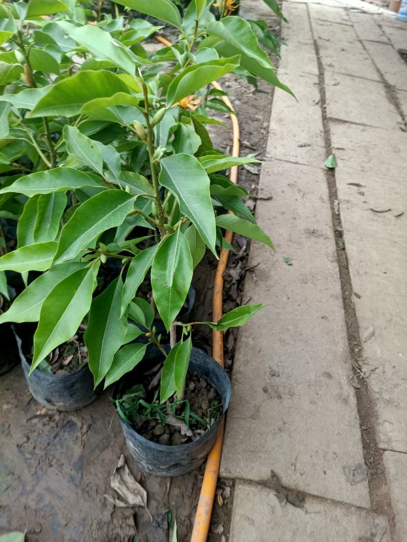 老兵苗圃出售大小香兰白兰黄兰