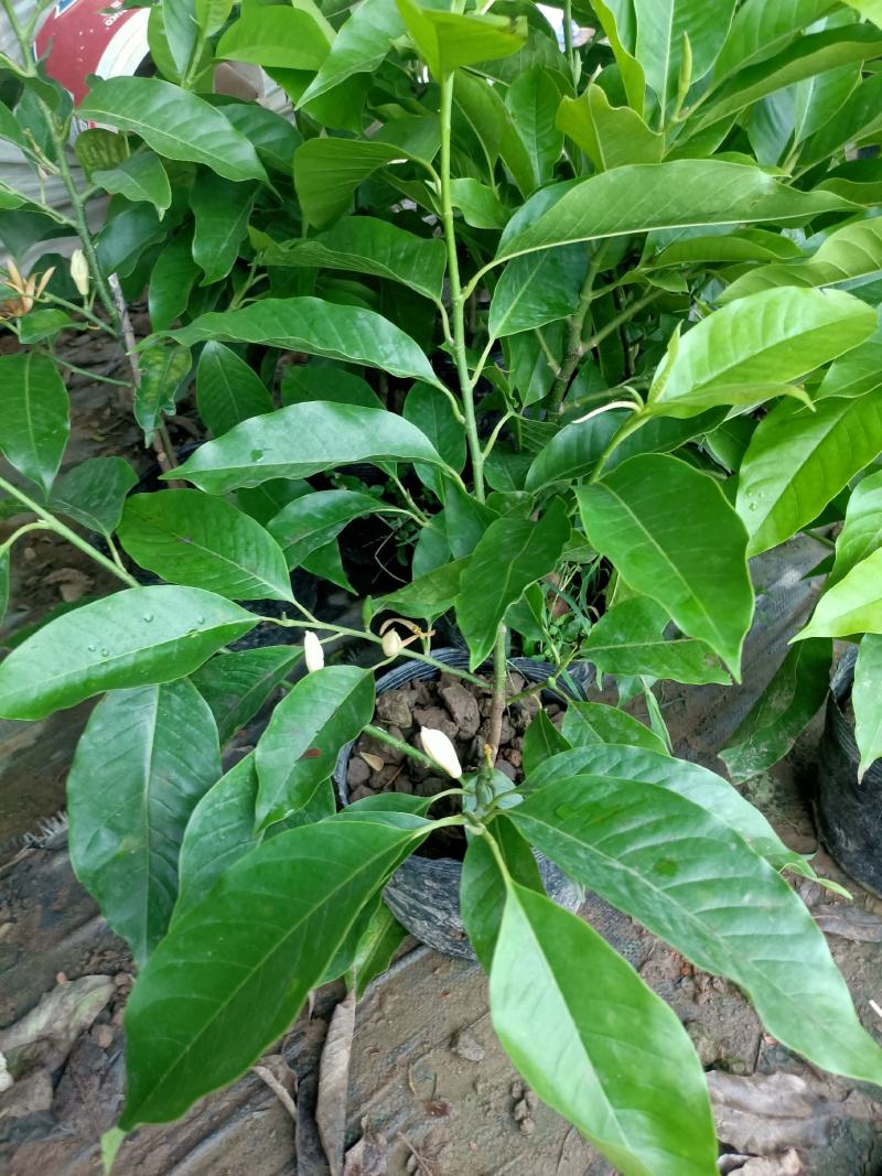 老兵苗圃出售大小香兰白兰黄兰