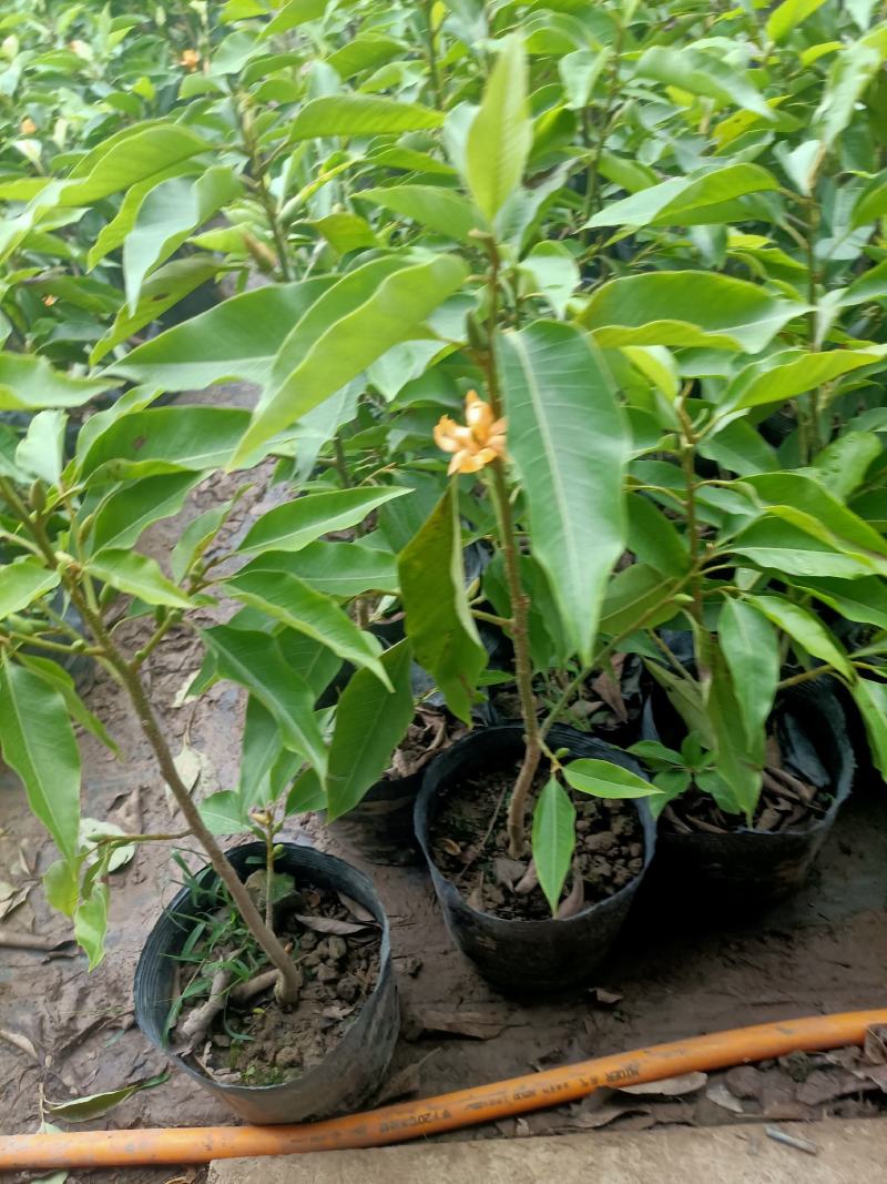 老兵苗圃出售大小香兰白兰黄兰