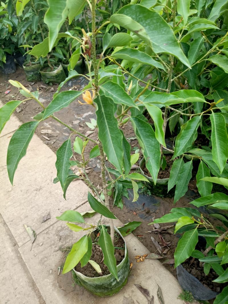 老兵苗圃出售大小香兰白兰黄兰