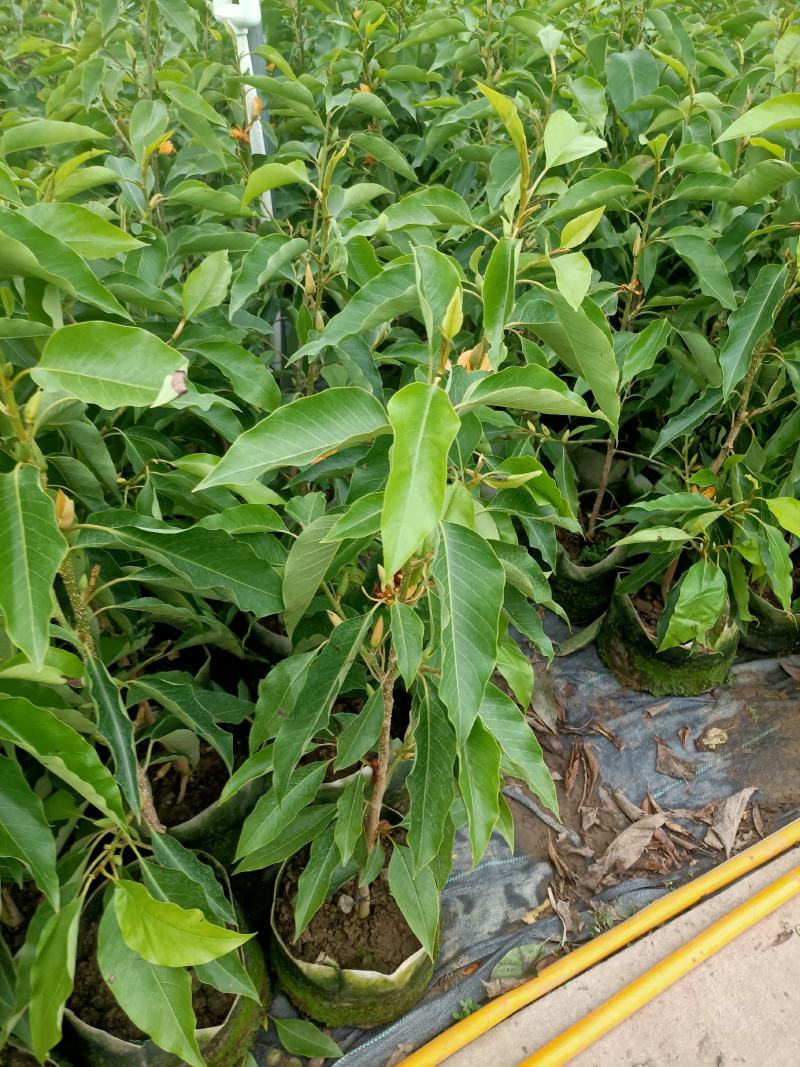 老兵苗圃出售大小香兰白兰黄兰