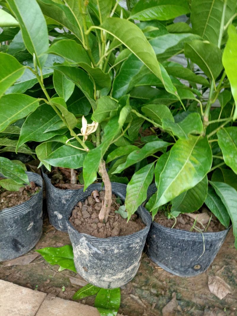 老兵苗圃出售大小香兰白兰黄兰