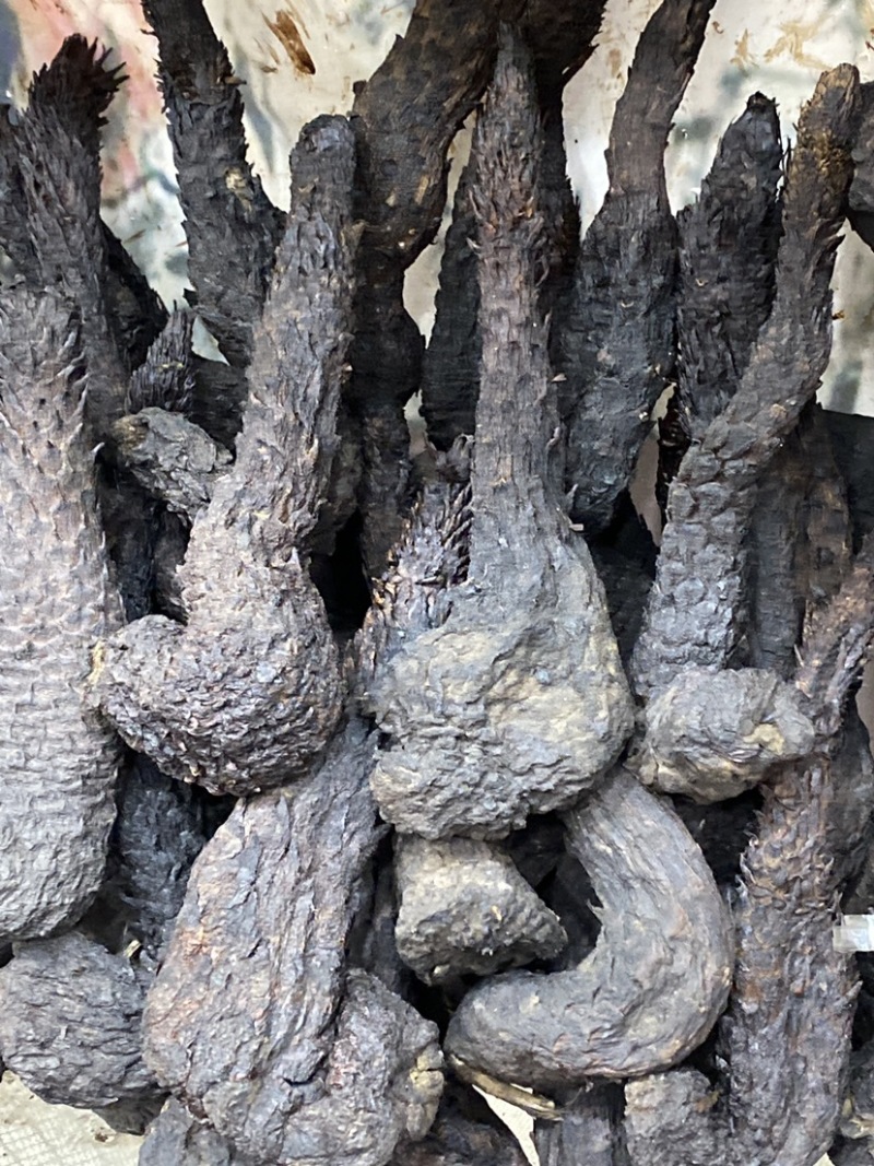 肉苁蓉大货各种规格齐全欢迎您的选购与支持
