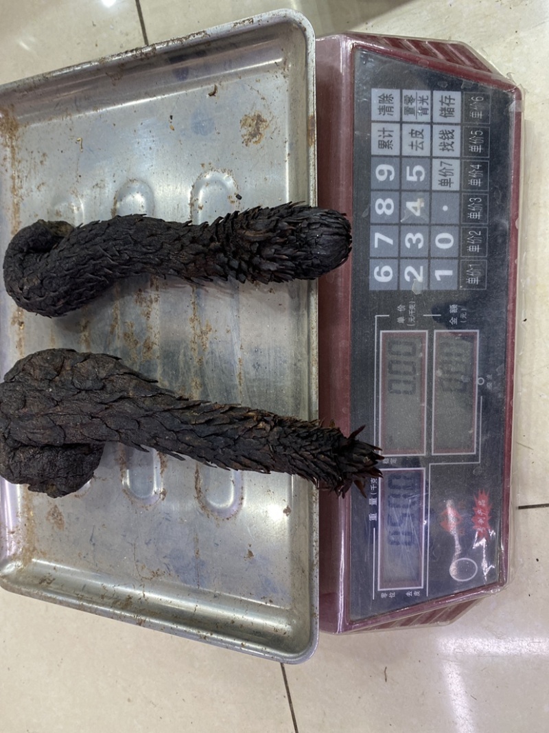 肉苁蓉大货各种规格齐全欢迎您的选购与支持