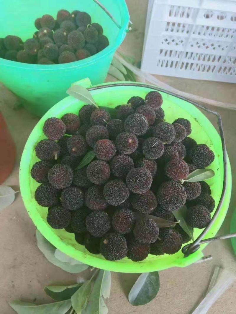 云南杨梅杨梅杨梅杨梅杨梅杨梅杨梅杨梅杨梅杨梅杨梅杨梅杨梅