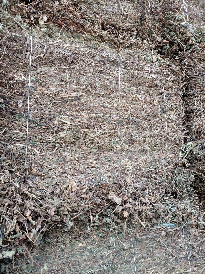 鱼腥草，野生高含量鱼腥草