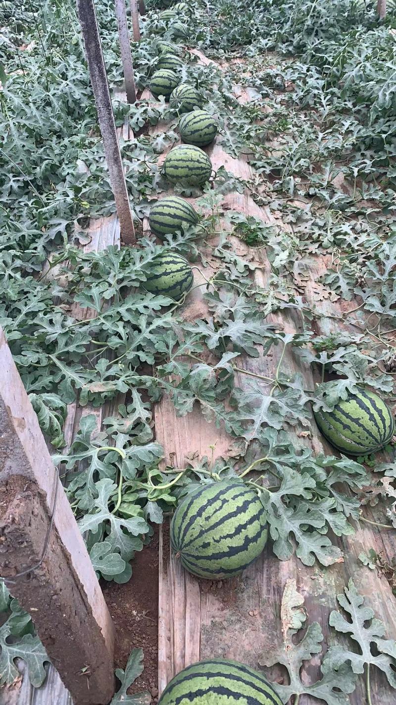 西瓜精品甜王西瓜正在大量上市中，红瓤黑籽糖度13