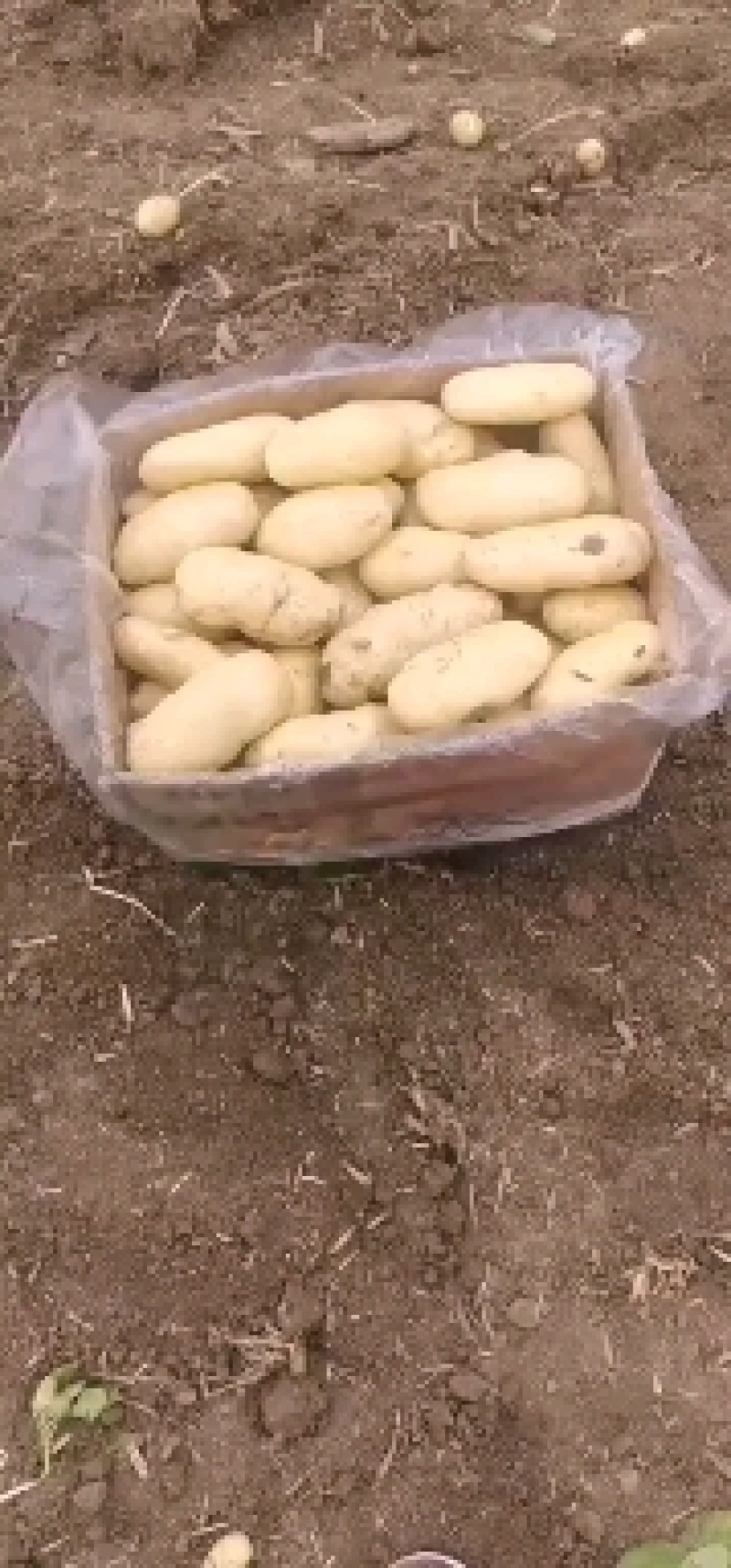 荷兰十五土豆