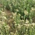 车前草野生新货零售批发药产地直发一手货源3斤起批欢迎合作
