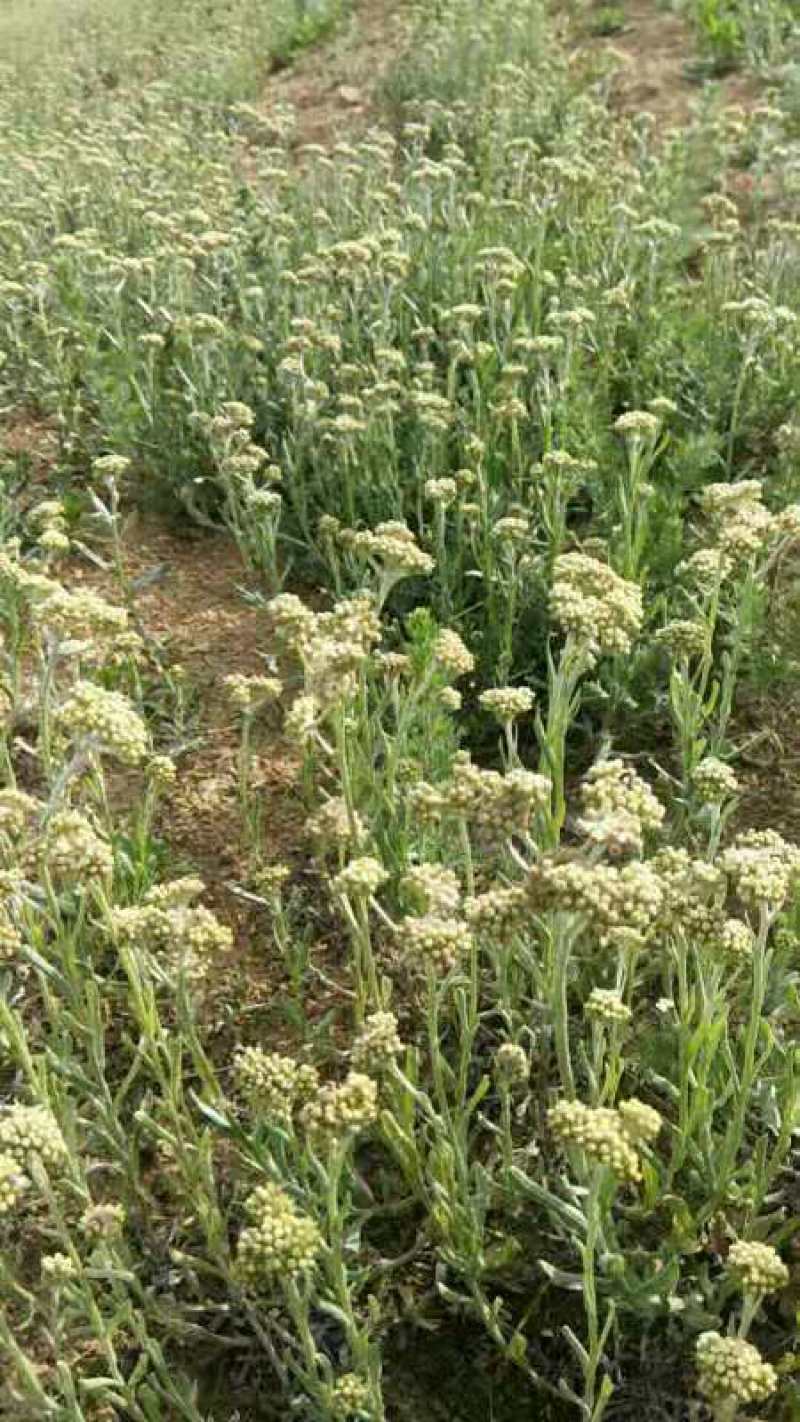 车前草野生新货零售批发药产地直发一手货源3斤起批欢迎合作