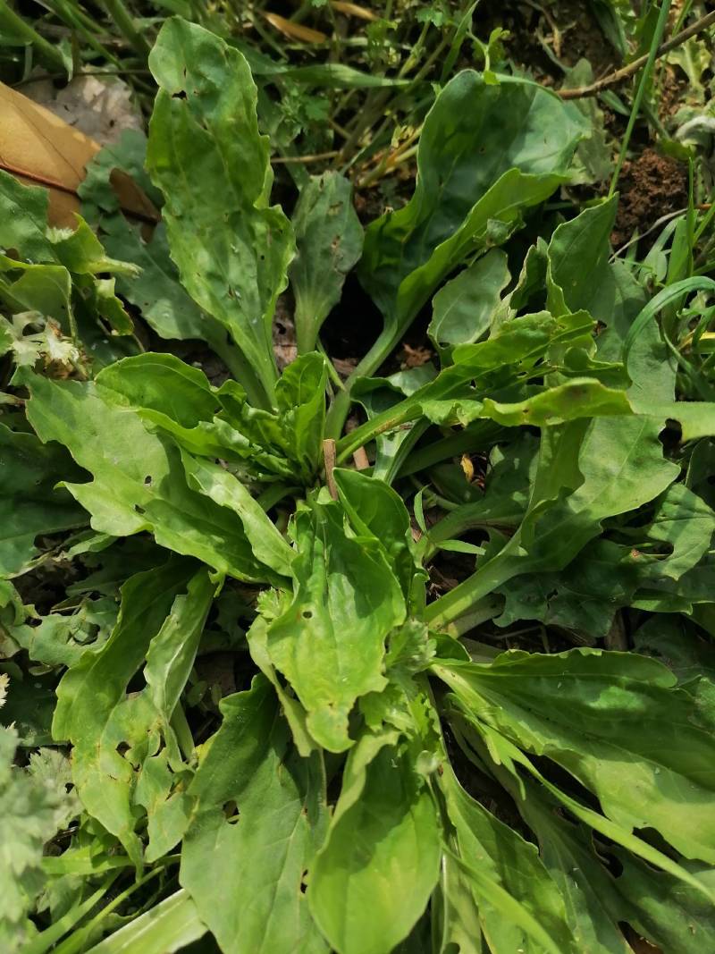 车前草野生新货零售批发药产地直发一手货源3斤起批欢迎合作