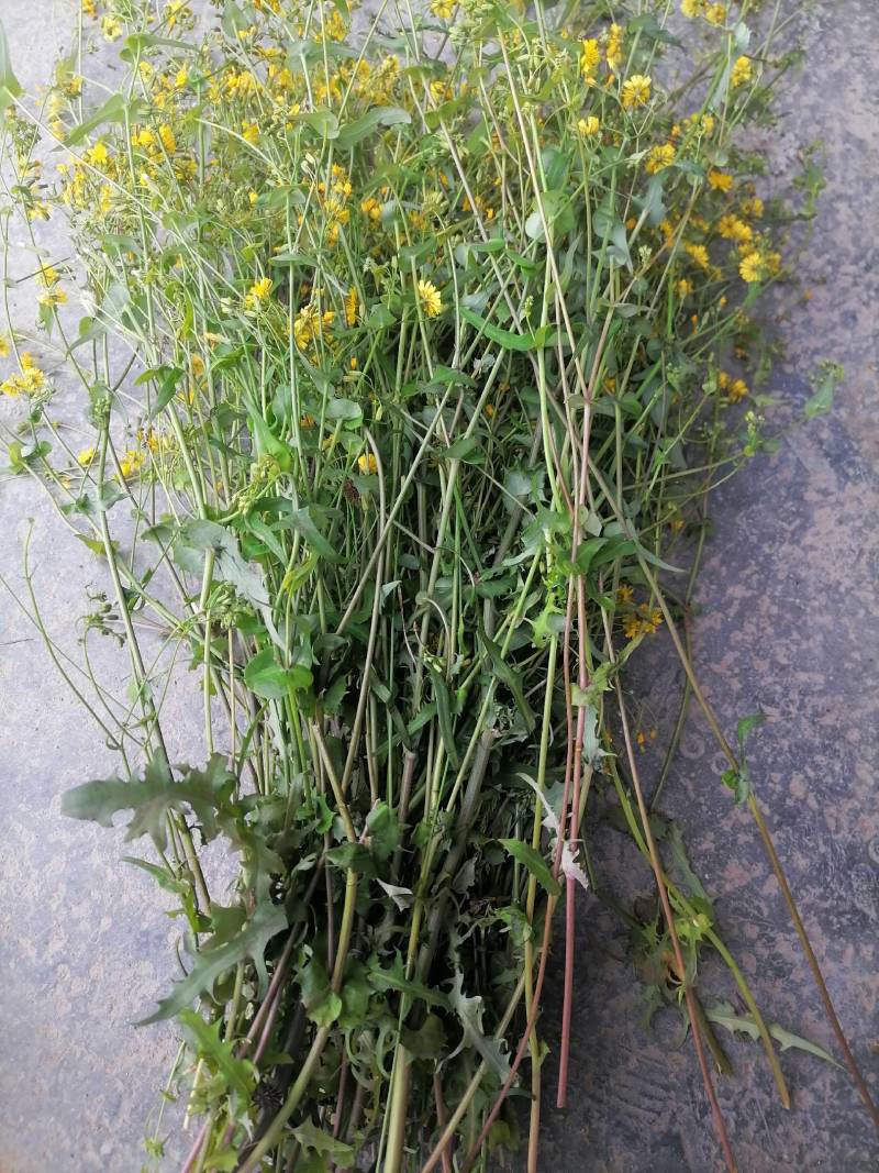 车前草野生新货零售批发药产地直发一手货源3斤起批欢迎合作
