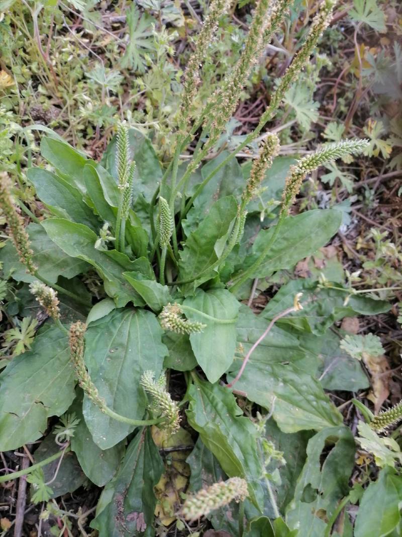 车前草野生新货零售批发药产地直发一手货源3斤起批欢迎合作