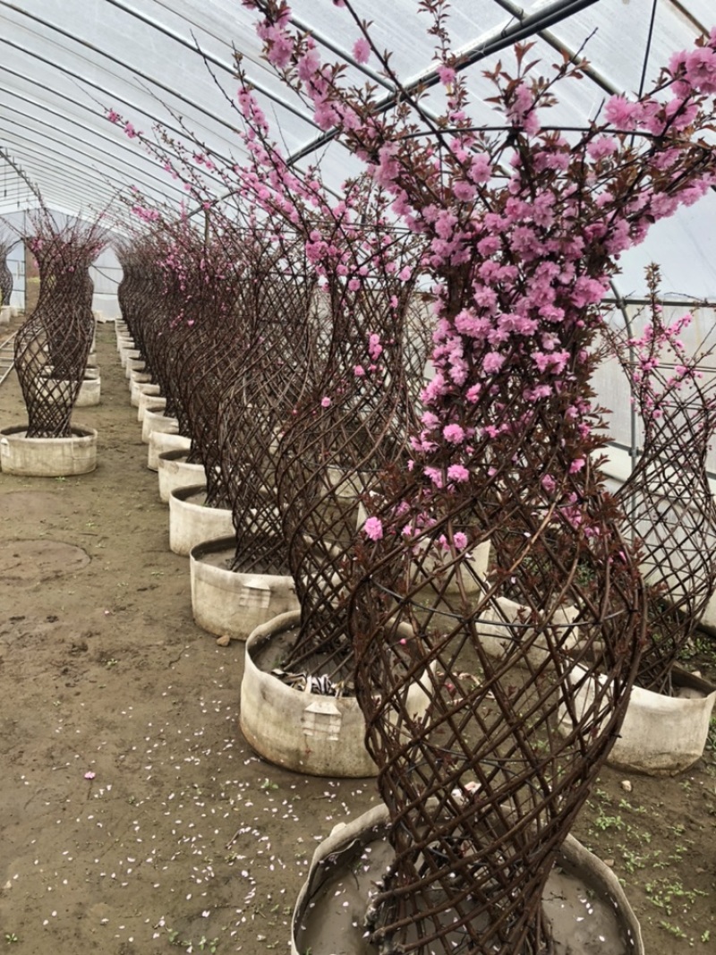 辽宁开原精品榆叶梅花瓶造型紫叶稠李花瓶造型繁育基地
