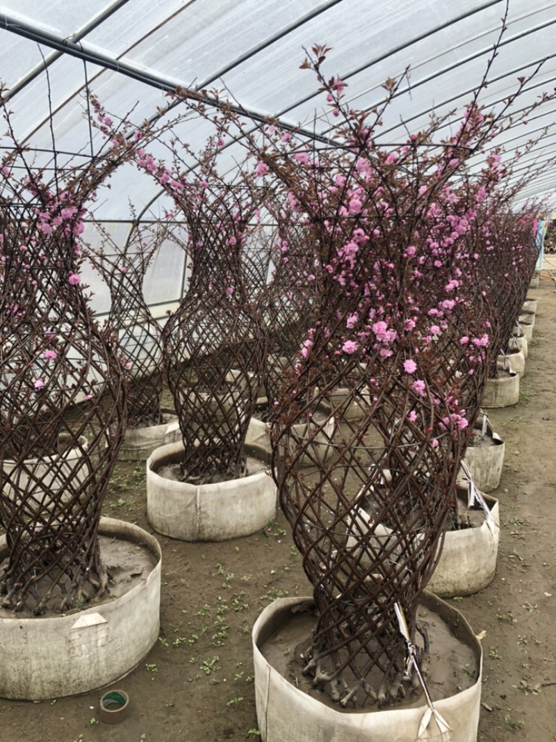 辽宁开原精品榆叶梅花瓶造型紫叶稠李花瓶造型繁育基地