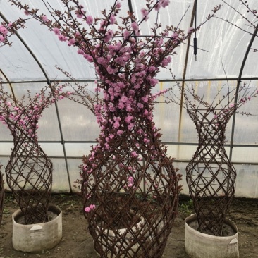 辽宁开原精品榆叶梅花瓶造型紫叶稠李花瓶造型繁育基地