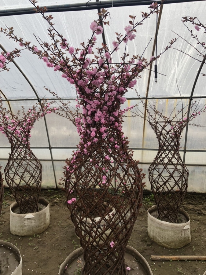 辽宁开原精品榆叶梅花瓶造型紫叶稠李花瓶造型繁育基地