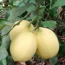 四川资阳安岳柠檬，欢迎大家进入种植基地直供应商。