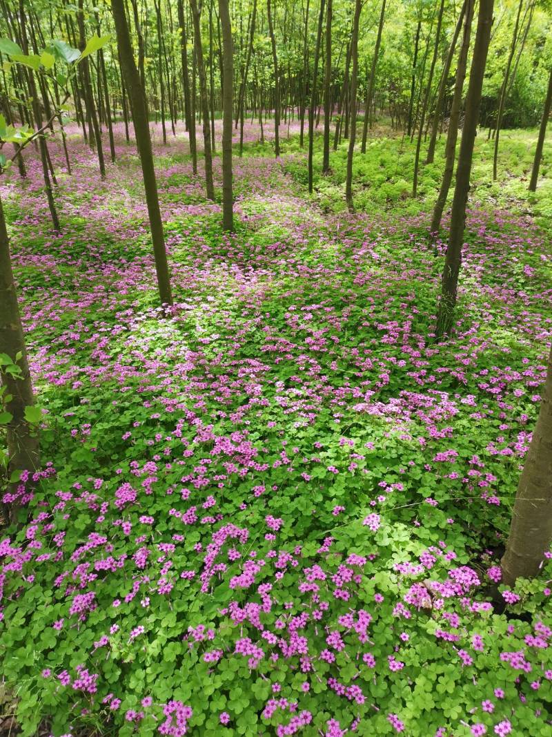 红花酢浆草
