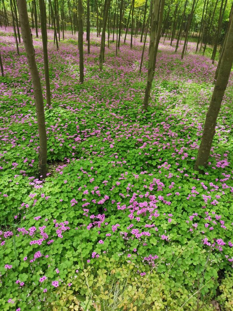 红花酢浆草
