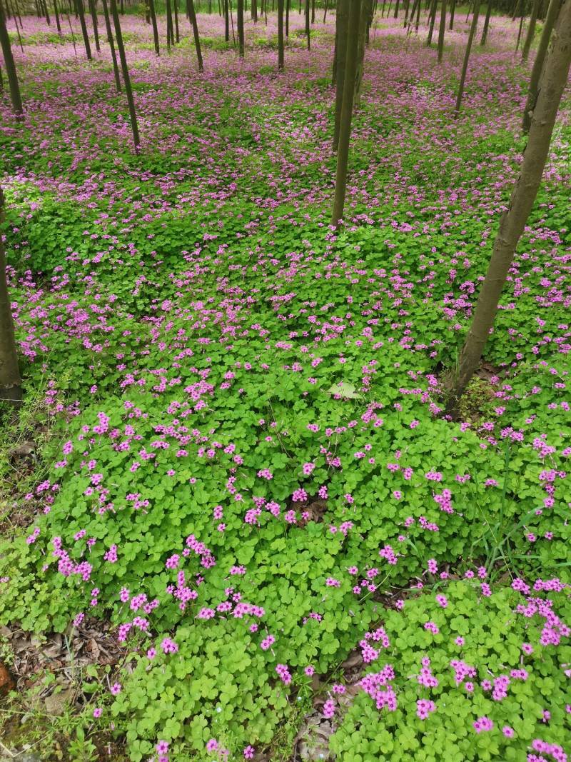 红花酢浆草