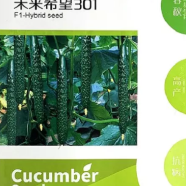 强雌深绿油亮黄瓜未来30120克/袋，40元
