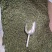 广西省来宾市金秀金秀县大瑶山甜茶