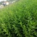 千屈菜，千屈菜杯苗，生态浮岛用苗，千屈菜裸根大苗